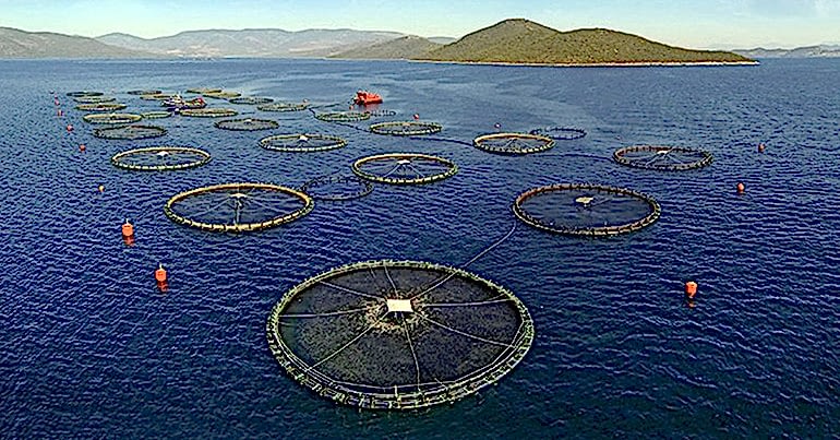 Kafes Balıkçılığı İçin Ağ Seçimi Nasıl Yapılmalı?