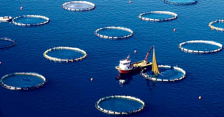 Kafes Ağı Filesinin İşlevi Nelerdir?